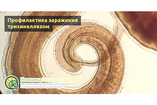 Профилактика заражения трихинеллами