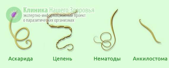 Виды глистов: круглые черви, сосальщики и ленточные гельминты
