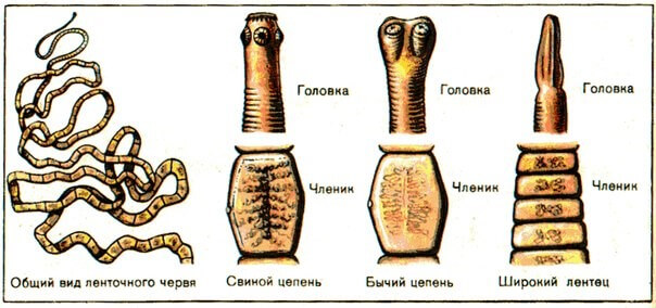Виды ленточных червей