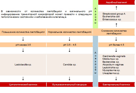 Как протекают транзиторные инфекции у женщин