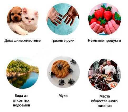 Пути заражения ленточными червями