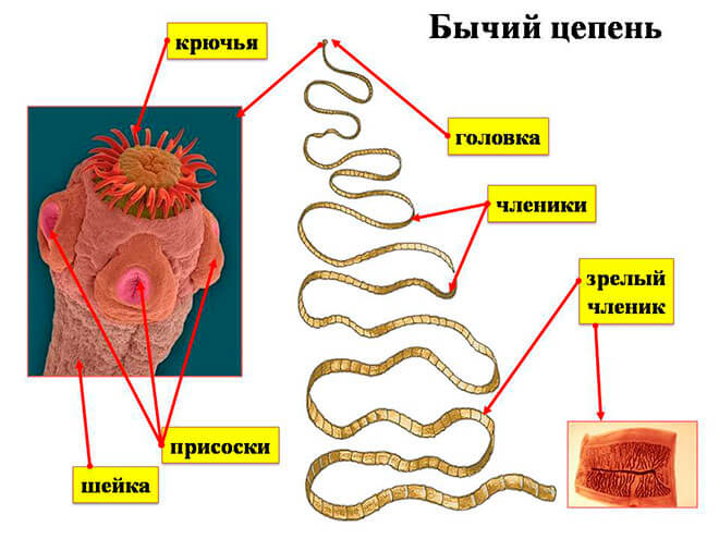 Что такое цепень у человека?