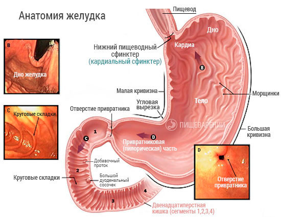 Функции кардии