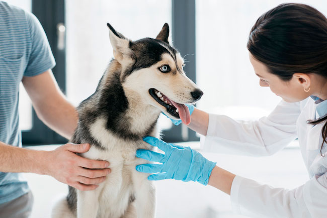 Лечение собак при поносе с кровью