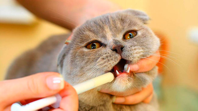 Глисты у кошек