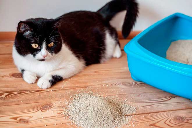 Нематодозы кошек