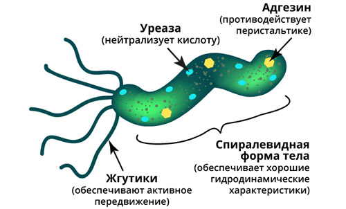 Хеликобактер пилори