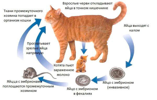 Каким образом паразиты могут поселиться в организме кошки?