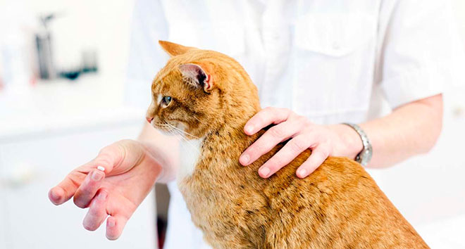 Таблетки для кошки