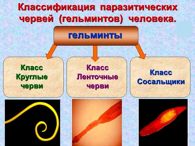 Классификация глистов