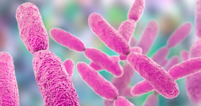 Klebsiella pneumoniae