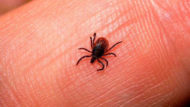 Клещевой энцефалит