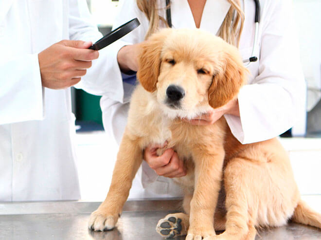 Клинические признаки