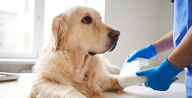 Эпизоотология