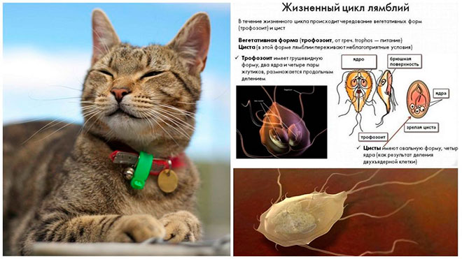 Чем опасен лямблиоз?