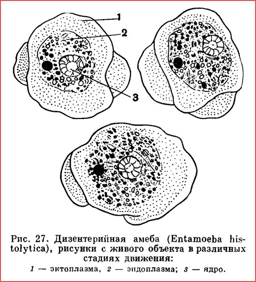 Паразитические корненожки