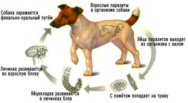 Откуда берутся глисты у собаки?