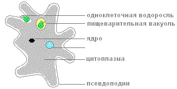 Внутреннее строение амебы