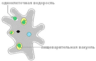 Питание амебы