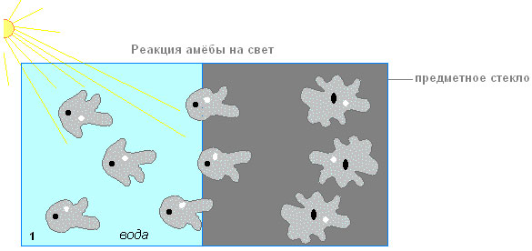 Реакция на раздражение