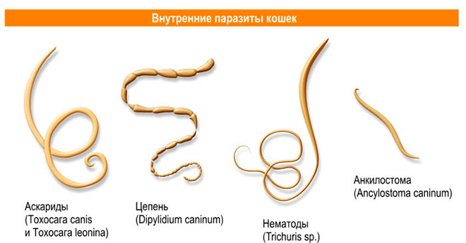 Виды глистов, паразитирующих у кошк