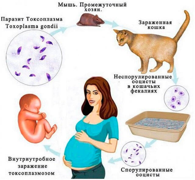 Профилактика токсоплазмоза