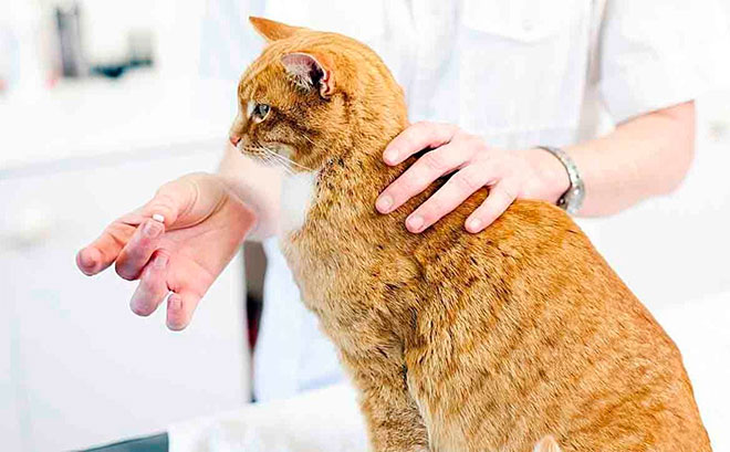 Дать кошке таблетки от глистов