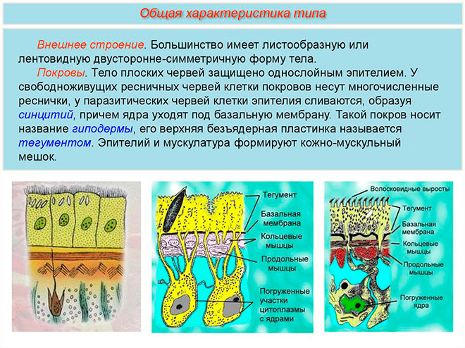 Покровы