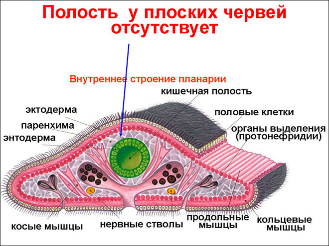 Краткая характеристика типа