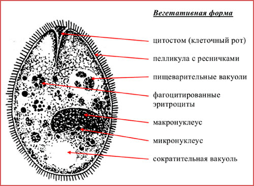Балантидий коли