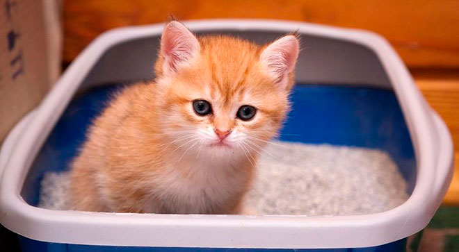 Котенок в лотке
