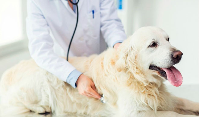 Диагностика собак с кровавым поносом