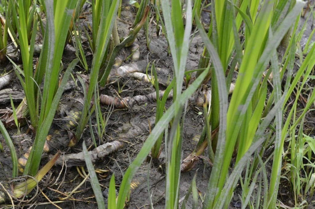 Как использовать корень аира для потенции? Отвар нужно принимать 3 раза в день по 50 миллилитров