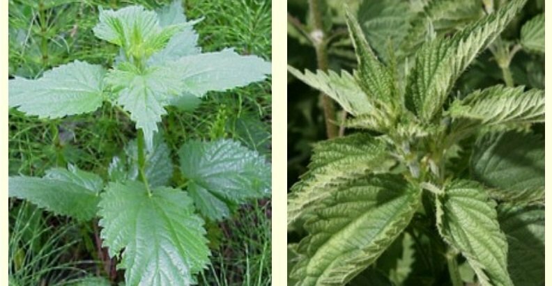 Помогают ли семена крапивы повысить потенцию Разновидность крапивы: слева - жгучая, справа- двудомная