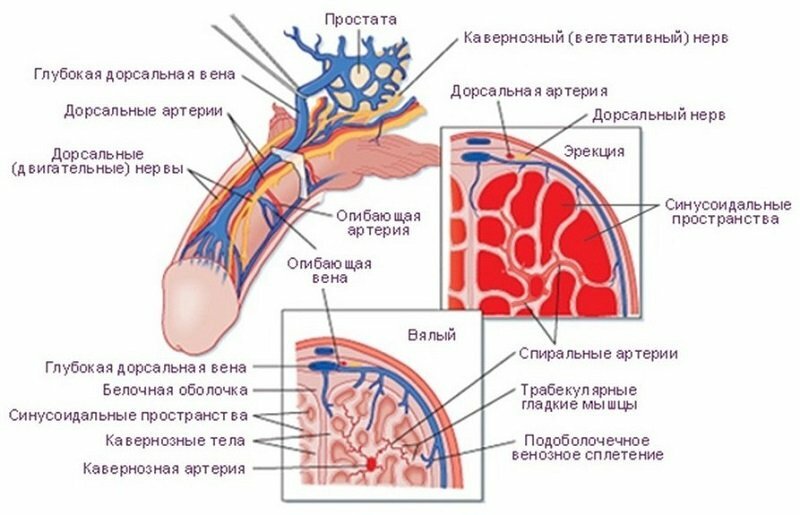Строение полового члена - анатомия, размер и форма Самой крупной веной полового члена является глубокая тыльная вена, она имеет хорошо развитую систему клапанов.